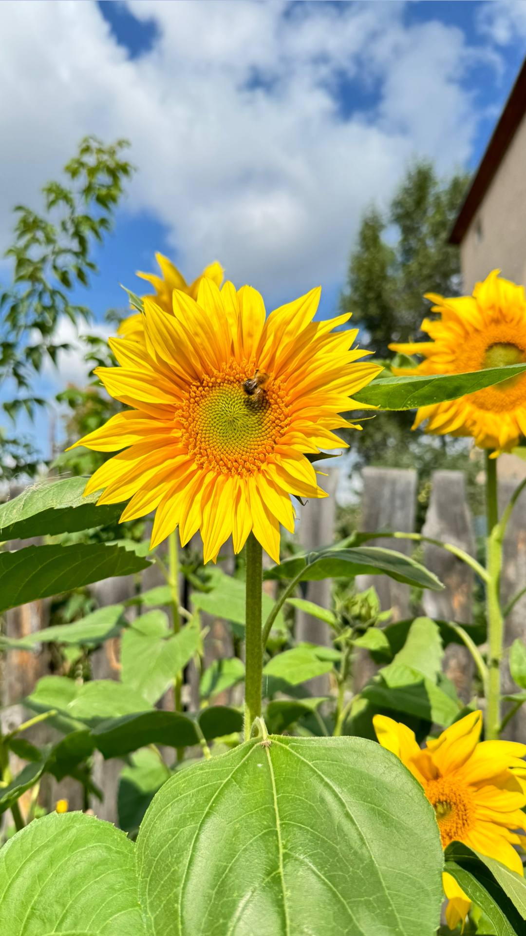 Моя Школа Танцев